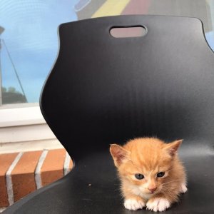 고양이 구조 기타묘종 경상북도 의성군