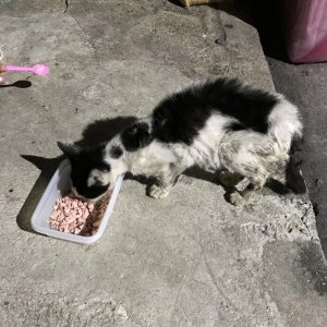 고양이 주인을 찾습니다 고양이 전단지