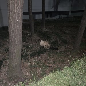 고양이 목격 샴 서울특별시 노원구
