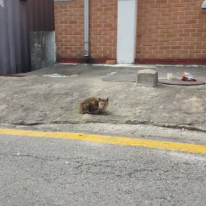 고양이 목격 기타묘종 경기도 수원시 팔달구