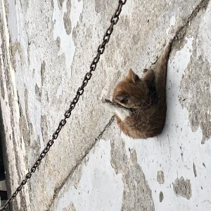 고양이 주인을 찾습니다 고양이 전단지