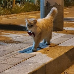 고양이 목격 기타묘종 서울특별시 동대문구