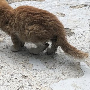 고양이 주인을 찾습니다 고양이 전단지