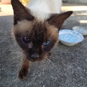 고양이 주인을 찾습니다 고양이 전단지