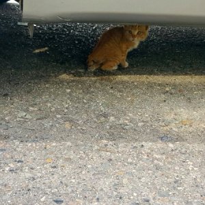 고양이 목격 기타묘종 울산광역시 북구