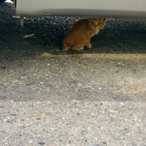 고양이 주인을 찾습니다 고양이 전단지