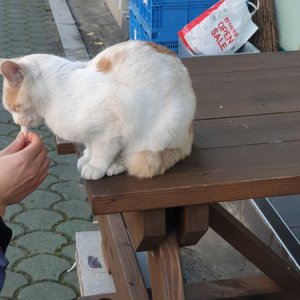 고양이 주인을 찾습니다 고양이 전단지