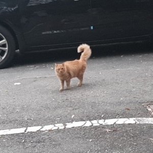 고양이 주인을 찾습니다 기타묘종 대전광역시 유성구