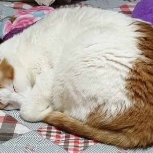 고양이를 찾습니다 고양이 전단지