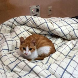 고양이 구조 기타묘종 전라북도 익산시