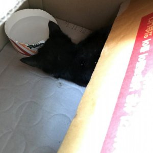 고양이 구조 기타묘종 부산광역시 영도구