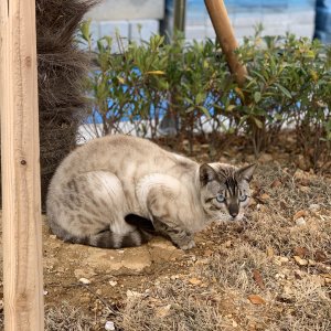 고양이 주인을 찾습니다 벵갈캣 경상남도 사천시