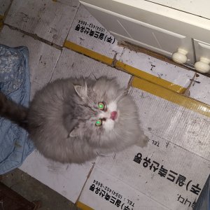 고양이 주인을 찾습니다 고양이 전단지