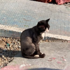 고양이 주인을 찾습니다 기타묘종 경상남도 양산시