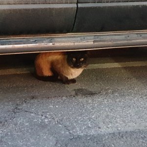 고양이 주인을 찾습니다 샴 경기도 남양주시