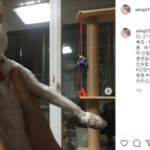 고양이 주인을 찾습니다 기타묘종 전라남도 광양시