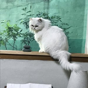고양이를 찾습니다 페르시안 서울특별시 성동구