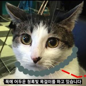 고양이 실종 코리아쇼트헤어 서울특별시 관악구