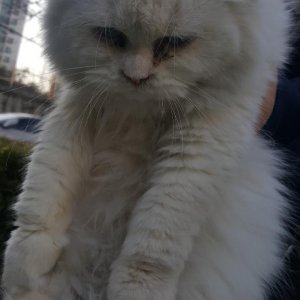 고양이 주인을 찾습니다 고양이 전단지