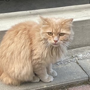 고양이 주인을 찾습니다 고양이 전단지