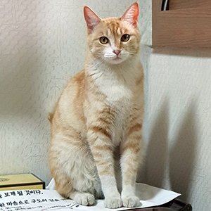 고양이 실종 기타묘종 대구광역시 동구