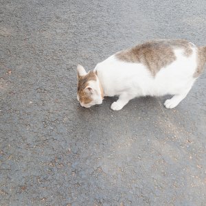 고양이 목격 기타묘종 경기도 광명시