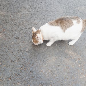 고양이 주인을 찾습니다 고양이 전단지