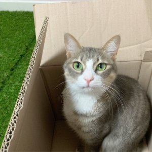 고양이를 찾습니다 코리아쇼트헤어 대구광역시 동구
