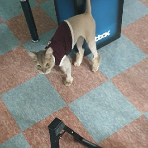 고양이를 찾습니다 고양이 전단지