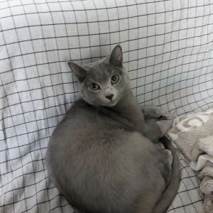 고양이 실종 러시안블루 전라북도 전주시 완산구