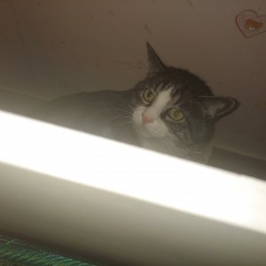 고양이 구조 기타묘종 경기도 고양시 덕양구