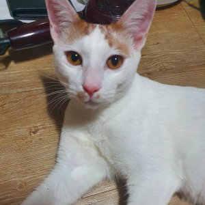 고양이 실종 기타묘종 대전광역시 서구