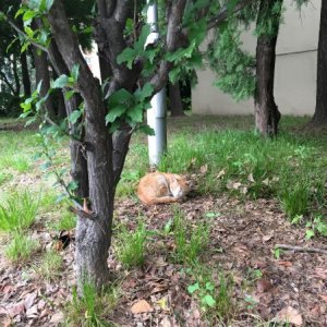 고양이 목격 기타묘종 서울특별시 강남구