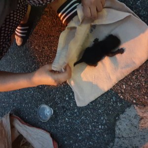 고양이 주인을 찾습니다 고양이 전단지