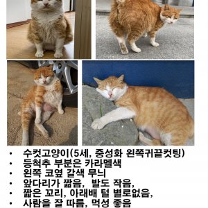 고양이 실종 기타묘종 경상남도 밀양시