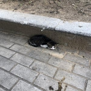 고양이 주인을 찾습니다 고양이 전단지