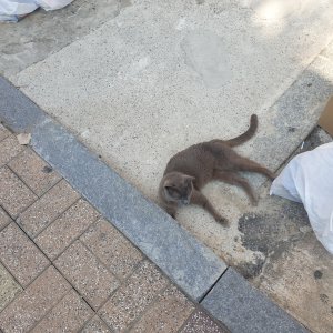 고양이 주인을 찾습니다 러시안블루 부산광역시 금정구