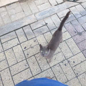 고양이 주인을 찾습니다 러시안블루 부산광역시 금정구