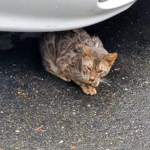 고양이 주인을 찾습니다 벵갈캣 충청북도 청주시 청원구