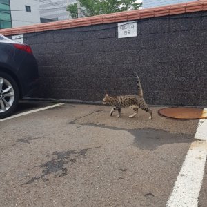 고양이 목격 벵갈캣 인천광역시 서구