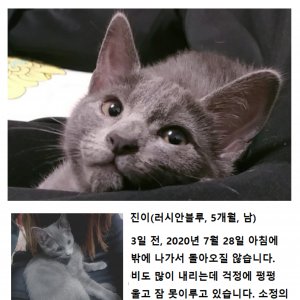 고양이 실종 러시안블루 경상남도 진주시