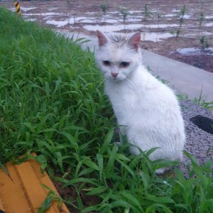 고양이 주인을 찾습니다 고양이 전단지