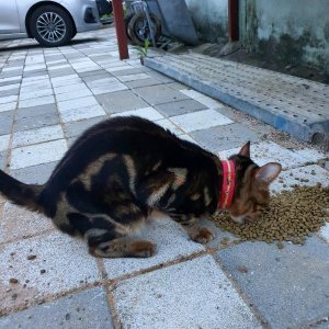 고양이 주인을 찾습니다 고양이 전단지