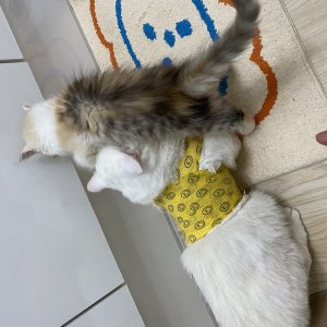 고양이를 찾습니다 고양이 전단지