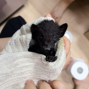 고양이 주인을 찾습니다 고양이 전단지