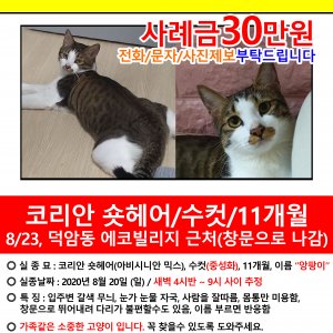 고양이를 찾습니다 믹스묘 대전광역시 대덕구