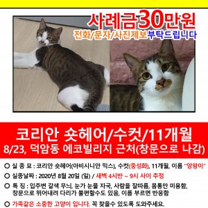 고양이를 찾습니다 고양이 전단지