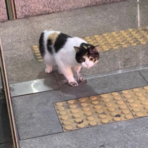 고양이 주인을 찾습니다 고양이 전단지