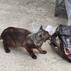 고양이 주인을 찾습니다 고양이 전단지