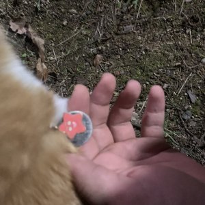 고양이 목격 기타묘종 울산광역시 남구